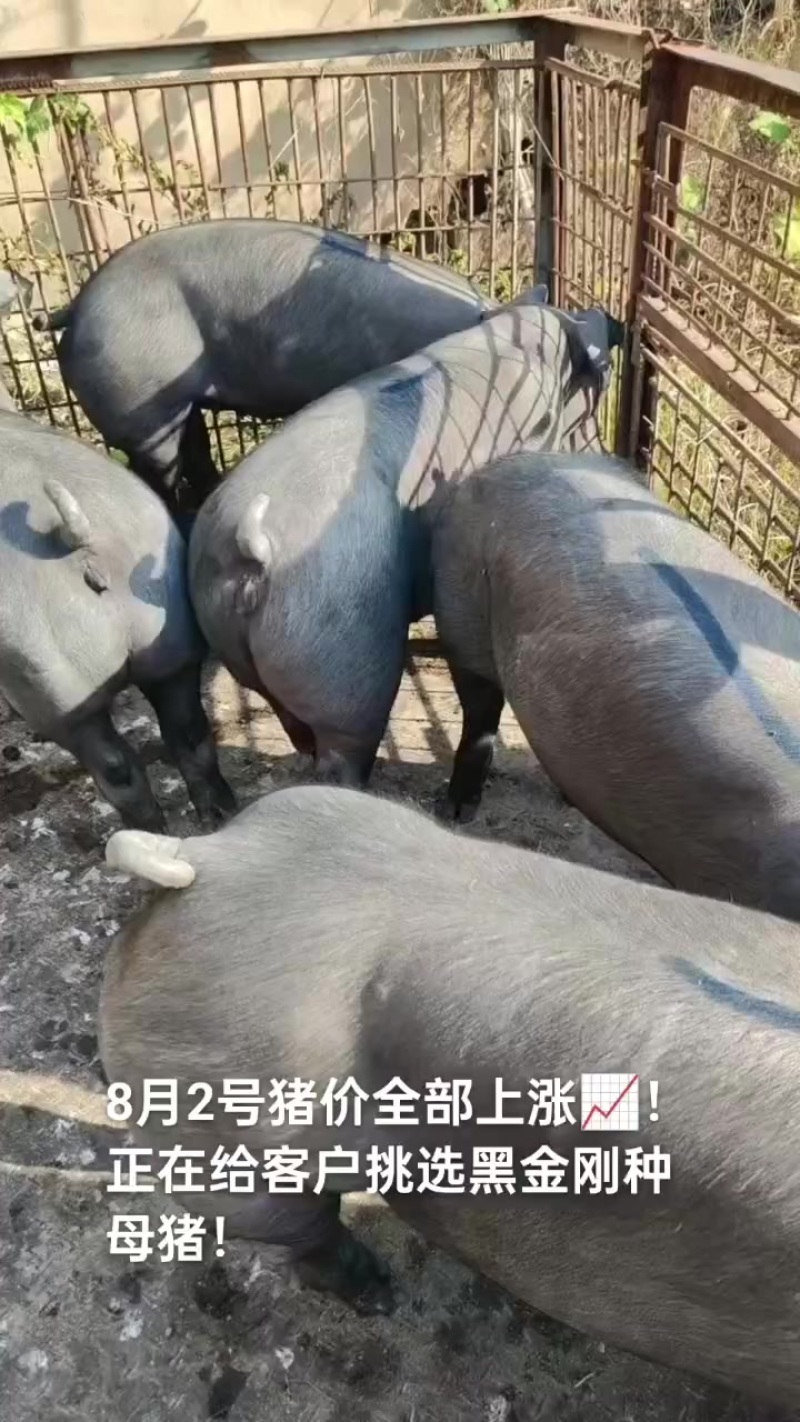 江苏苗猪繁殖基地。