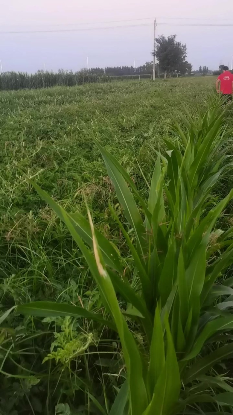 龙卷风西瓜8000斤现摘自提货