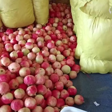 楚雄石榴