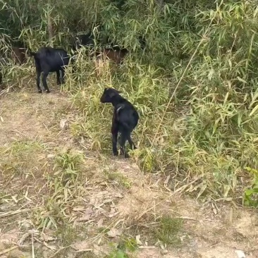 黑山羊纯放养跑山黑山羊，没有吃一粒饲料，一斤22元