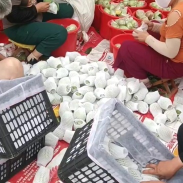 阳信七号媚梨