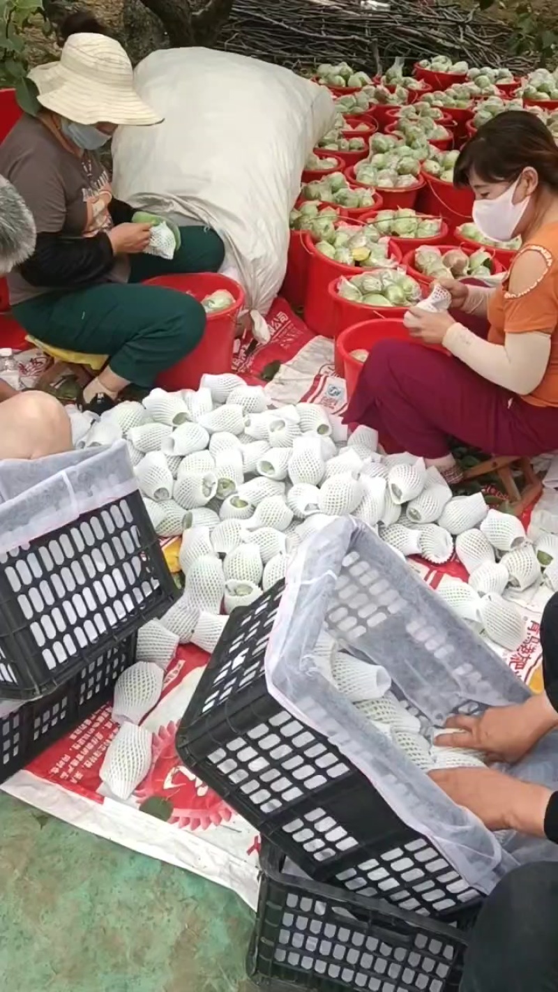 阳信七号媚梨