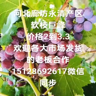巨峰葡萄