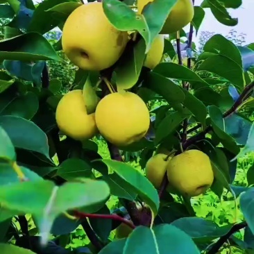 天津宁河本地皇冠梨大量有货，需要拉货的朋友看过来，