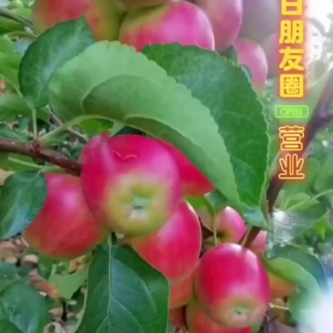 123小苹果