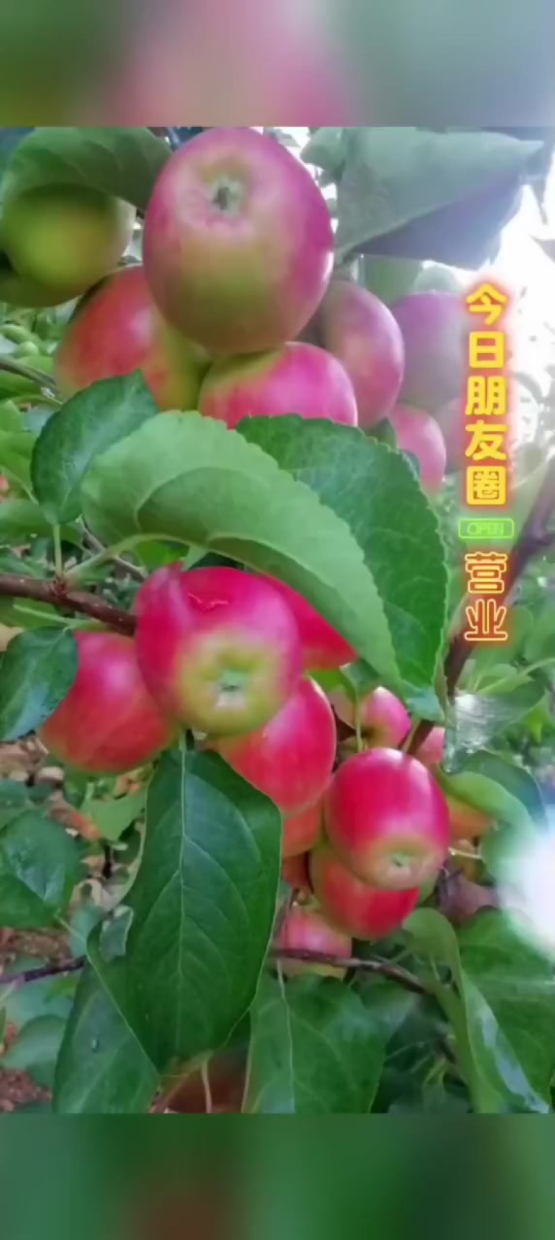 123小苹果