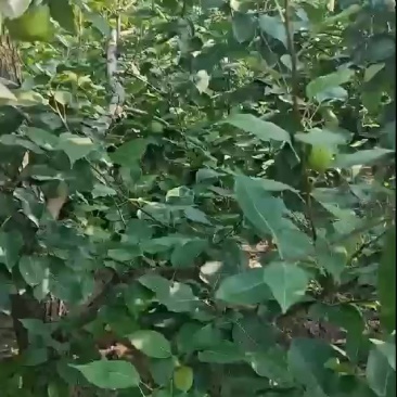 早酥梨自家种的2-3万斤