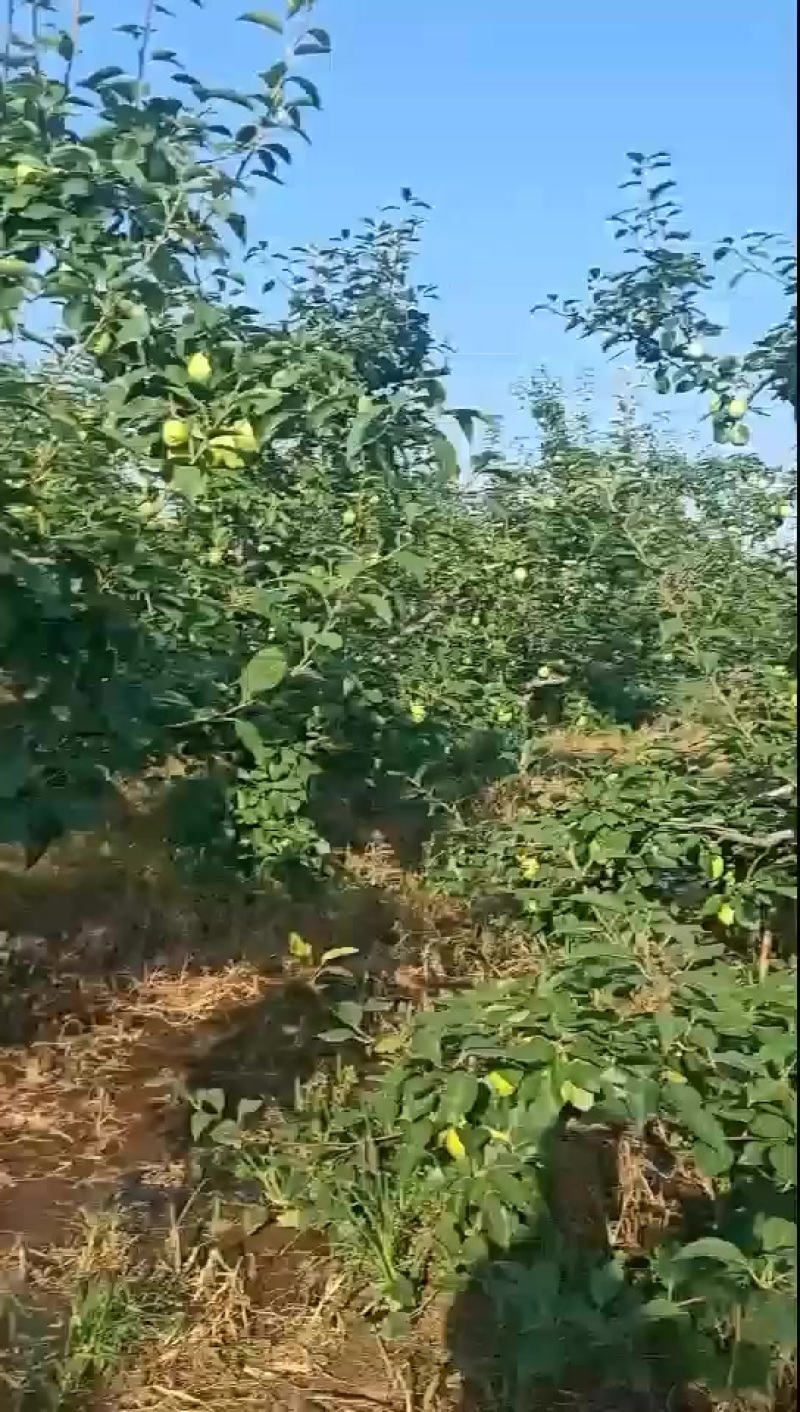 早酥梨自家种的2-3万斤