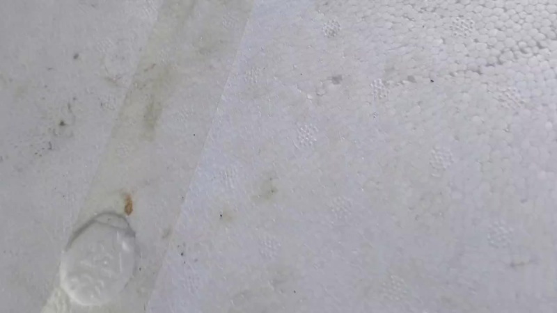 青雪菜