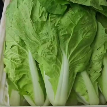 山西大同叶菜基地，精品快菜，产地一手货源，