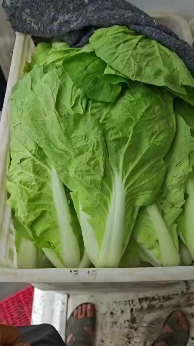 山西大同叶菜基地，精品快菜，产地一手货源，