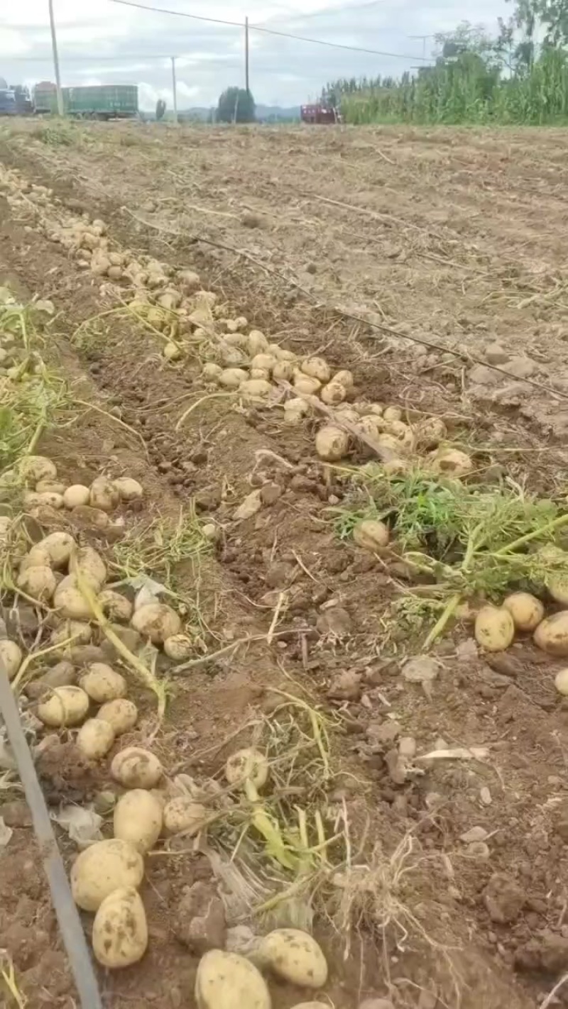 实验一土豆二两通天货