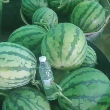 无籽麒麟美都