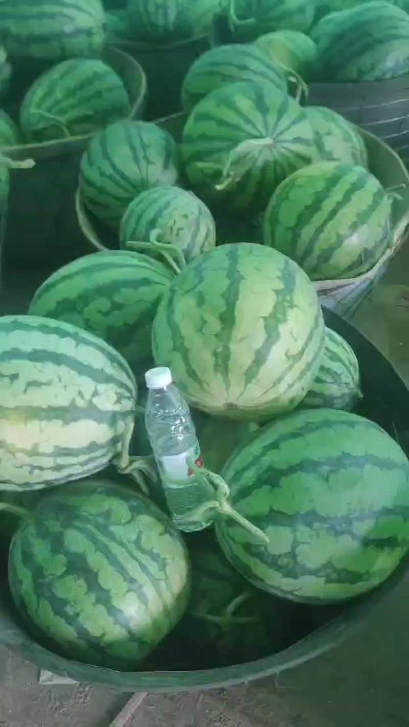 无籽麒麟美都