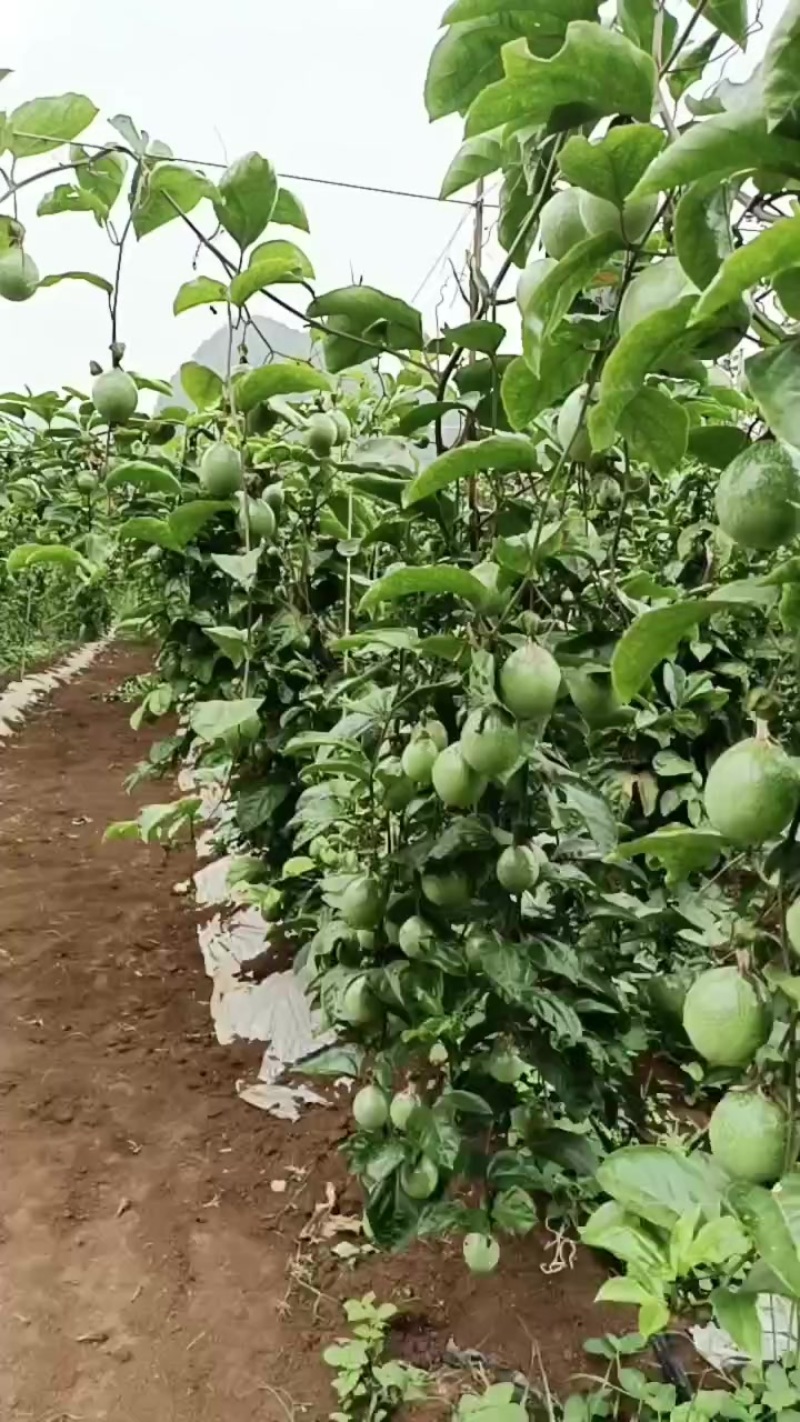 百色市靖西市百香果