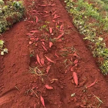 西瓜红大量上市