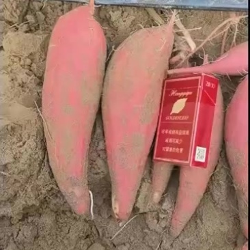 产地西瓜红