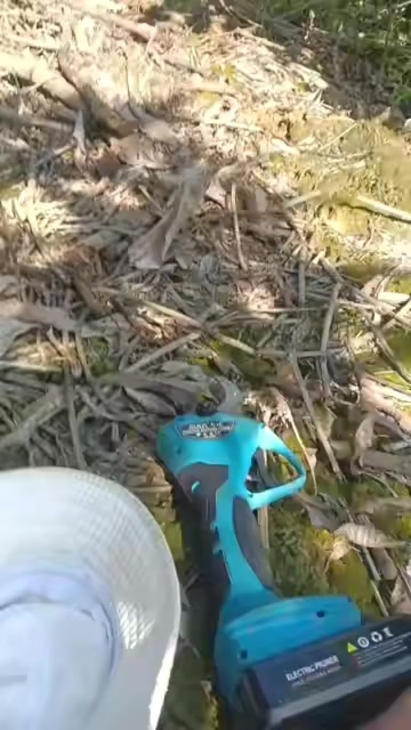 云南特产芒果