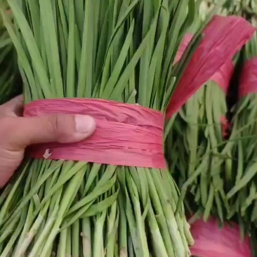 韭菜