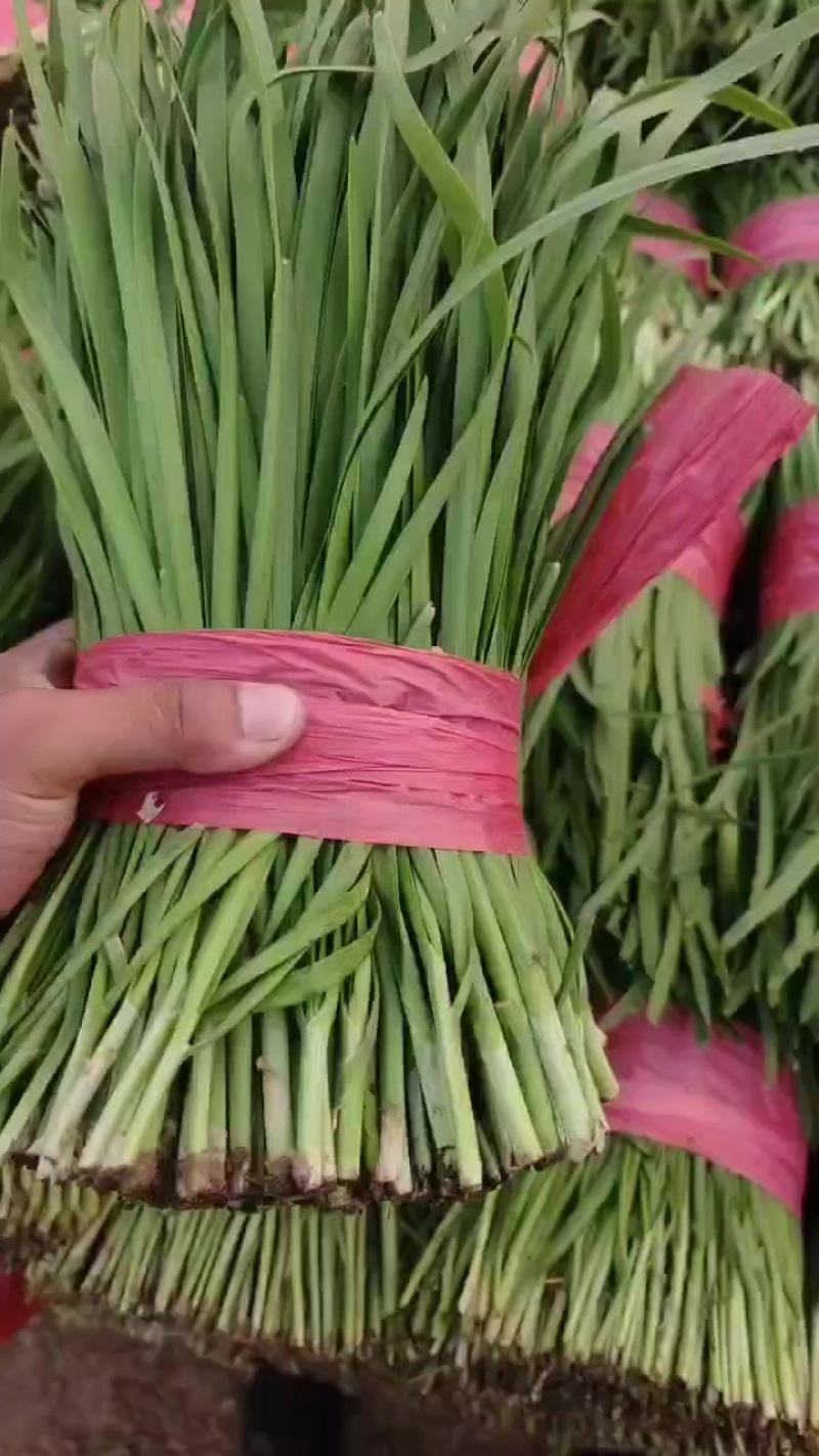 韭菜