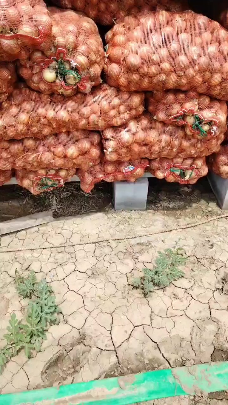 红叶三号详葱，中洋葱