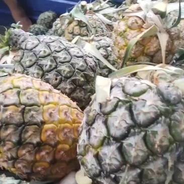 高山菠萝
