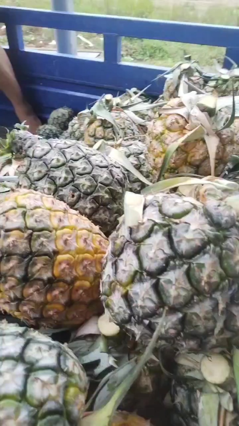 高山菠萝