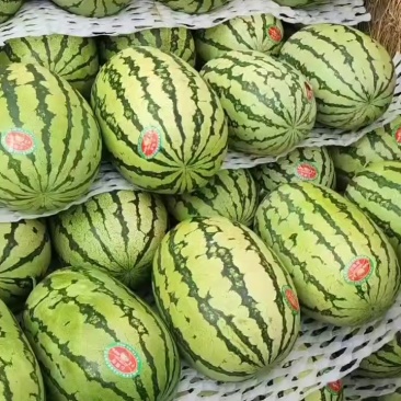 甘肃省靖远县硒砂瓜