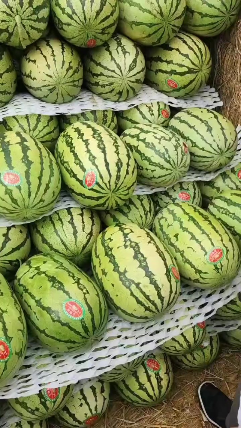 甘肃省靖远县硒砂瓜