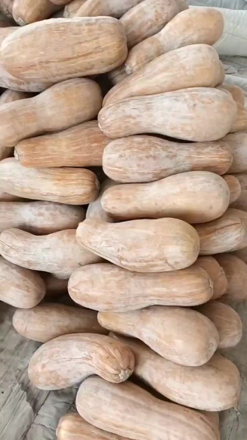 密本南瓜