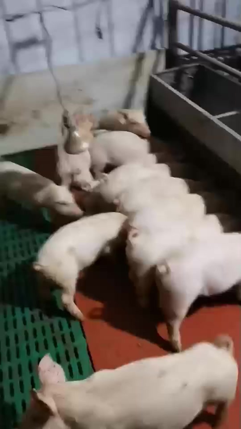 外三元商品仔猪