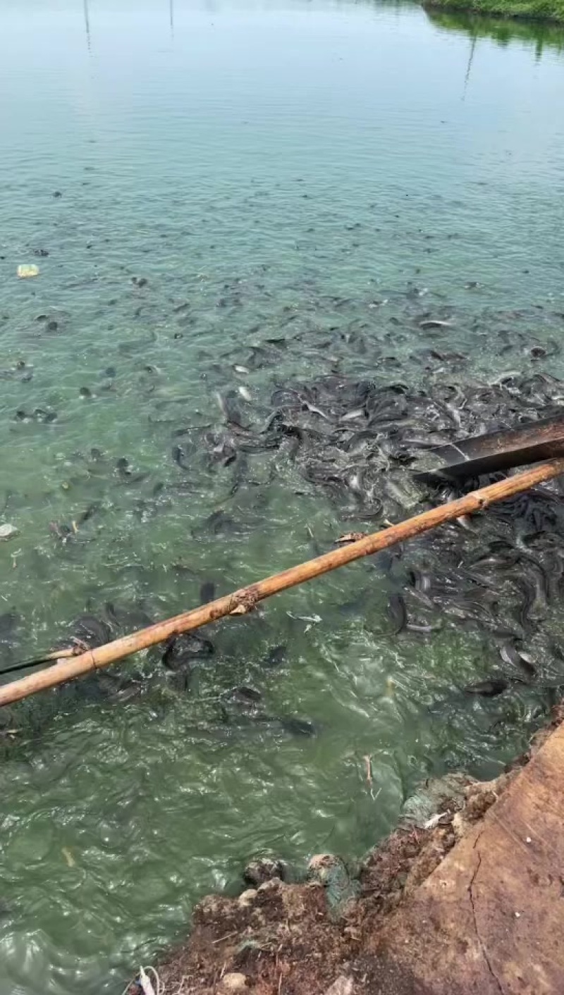 埃及鱼急出