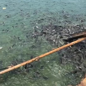 埃及鱼急出