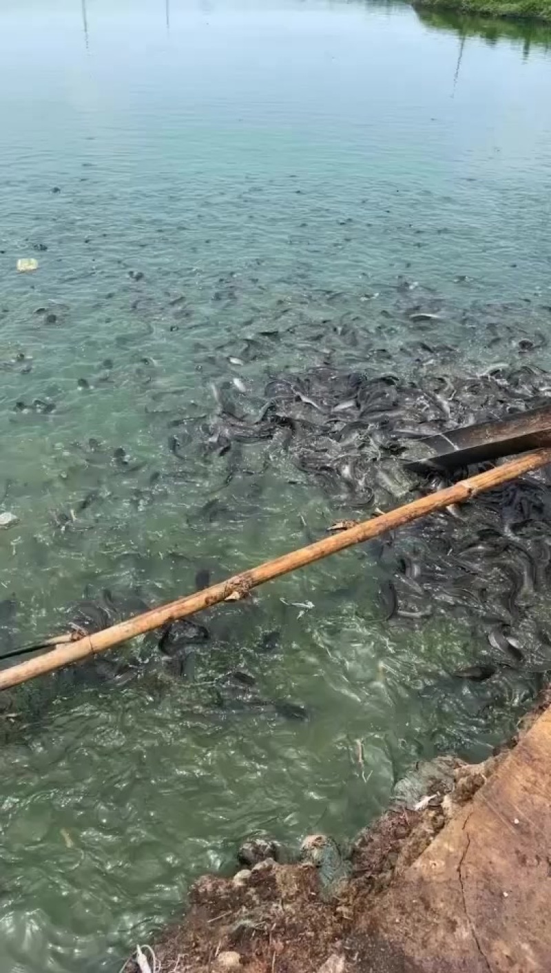 埃及鱼急出