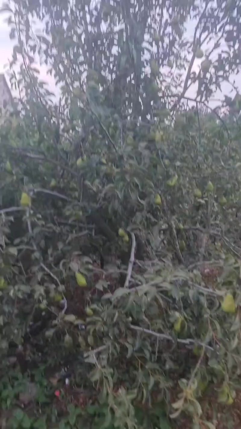 太婆梨出售批发，自己家的