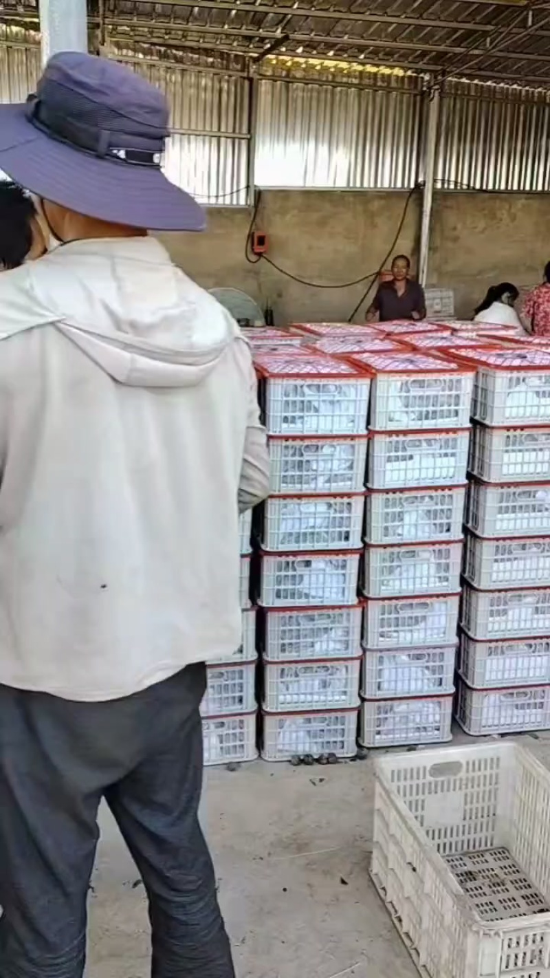 会理县石榴产地