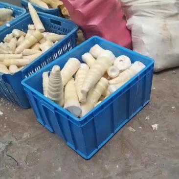 大量新鲜竹笋酸笋出售，***********