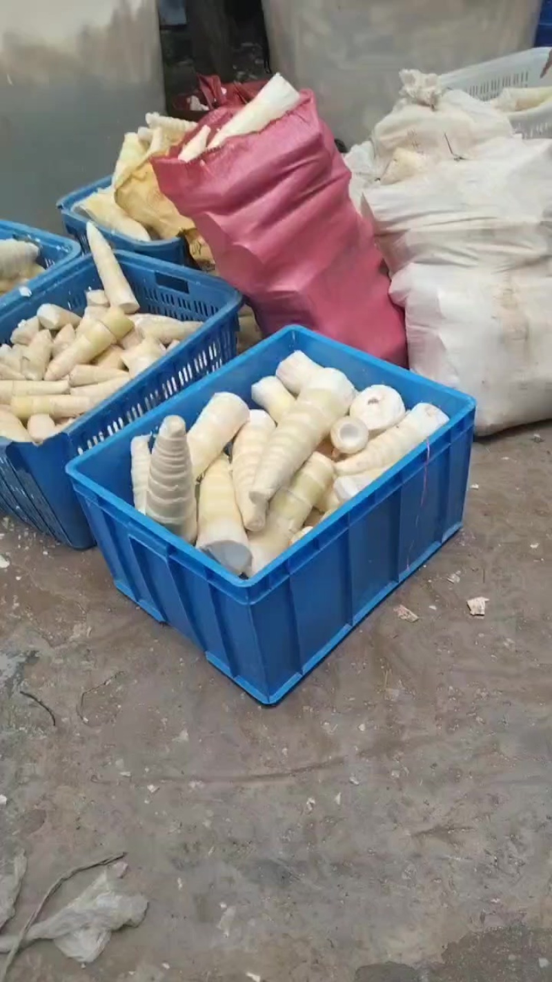 大量新鲜竹笋酸笋出售，***********