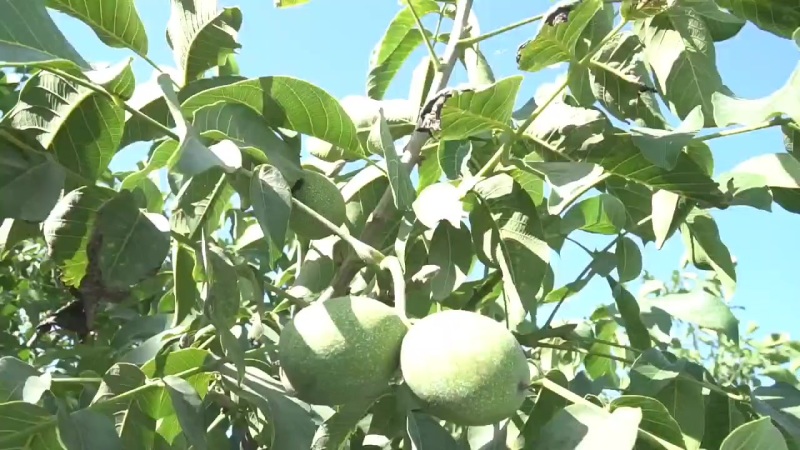 宁夏鲜核桃