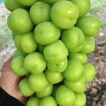 阳光玫瑰