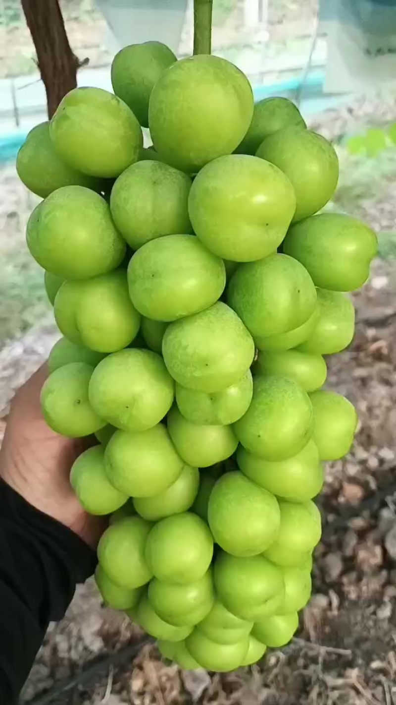 阳光玫瑰