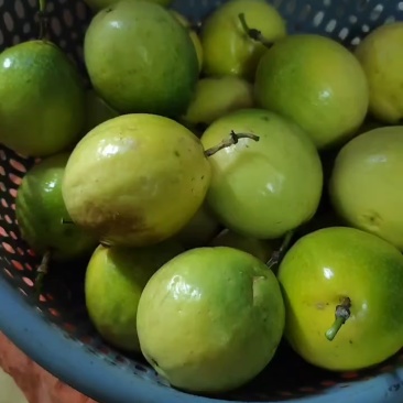 广西黄金香蜜百香果