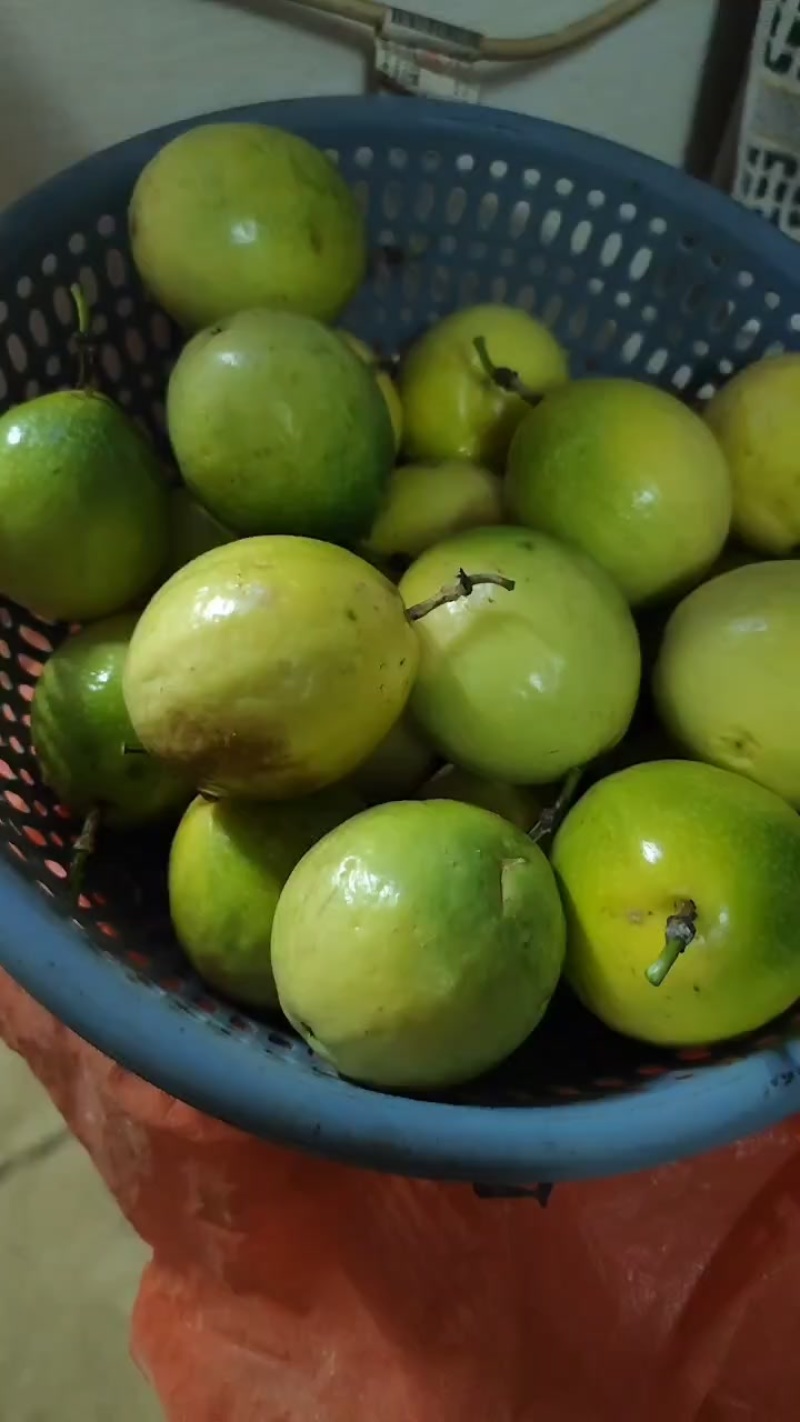 广西黄金香蜜百香果