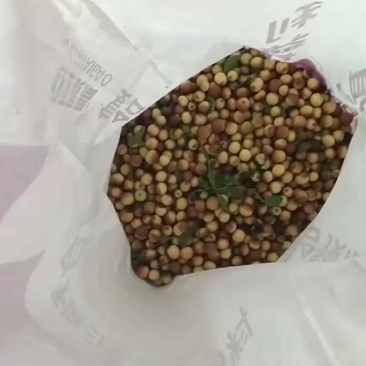 野生酸枣