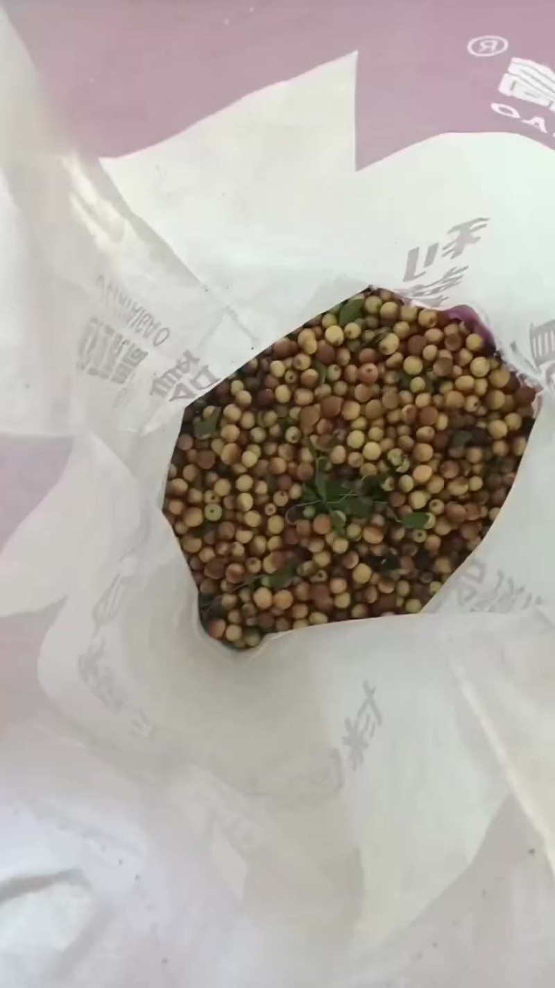 野生酸枣