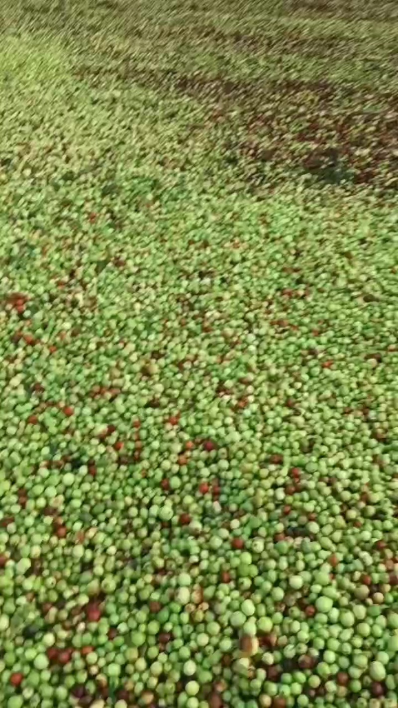 野生酸枣