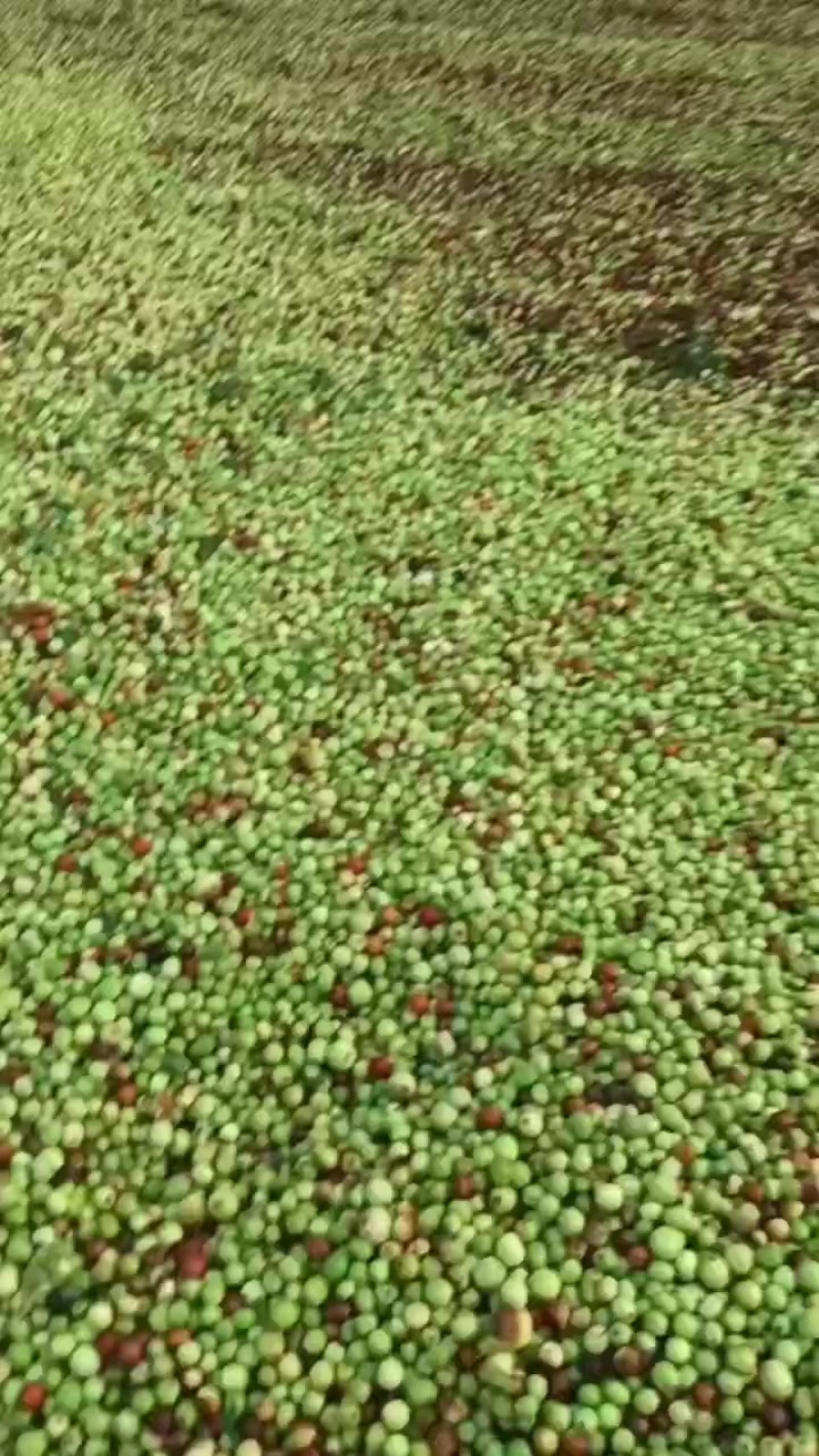 野生酸枣