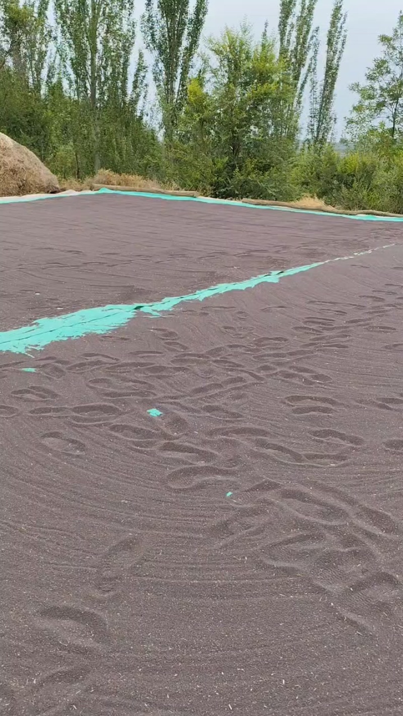 冬油菜需出
