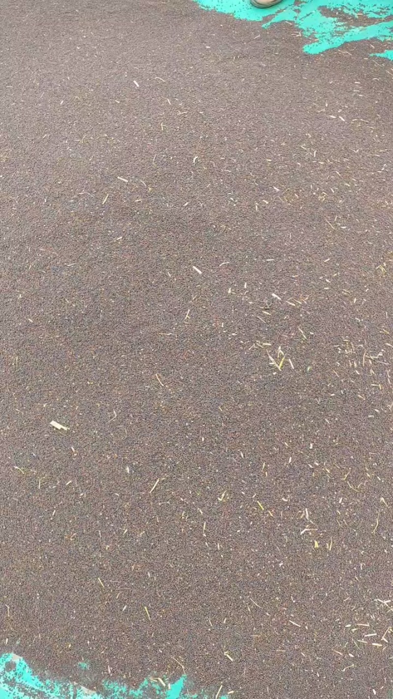 冬油菜需出