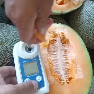 西周蜜17
